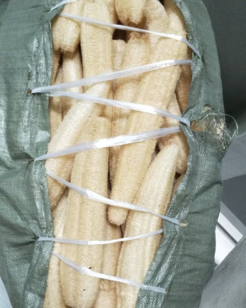 天然丝瓜络洗碗神器丝瓜瓤洗碗布水瓜渣厨房家用水瓜布百洁布