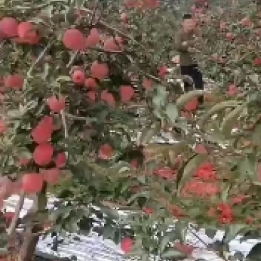 寒富苹果大量上市