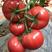 西红柿苗子硬粉番茄大粉果番茄种子高硬度抗病毒
