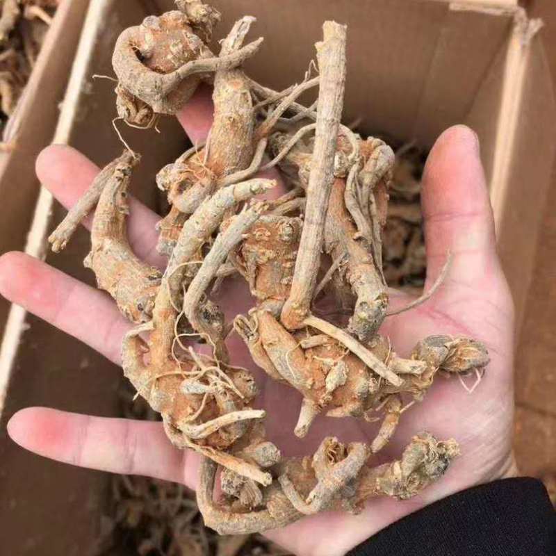 整枝当天发货质量保证包邮
