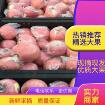 山西运城红富士冰糖心苹果原产地现摘现发质量保证