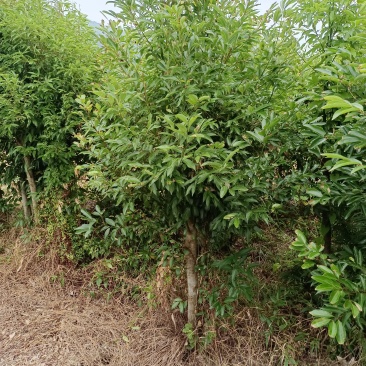 天竺桂