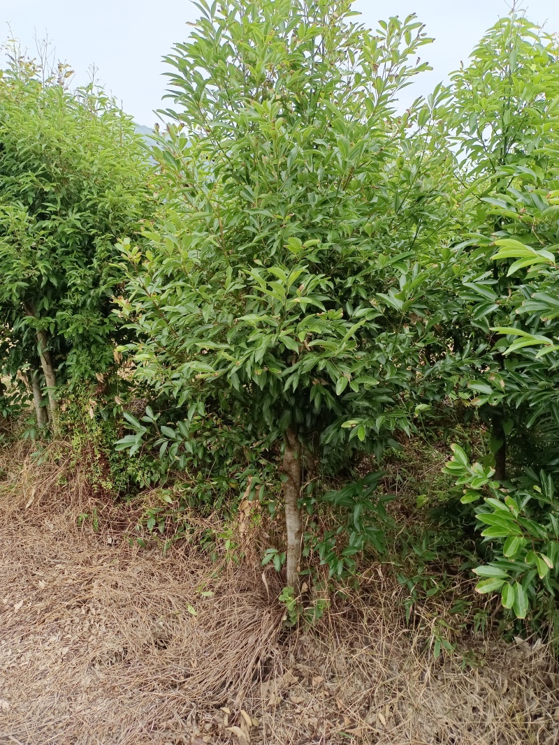 天竺桂