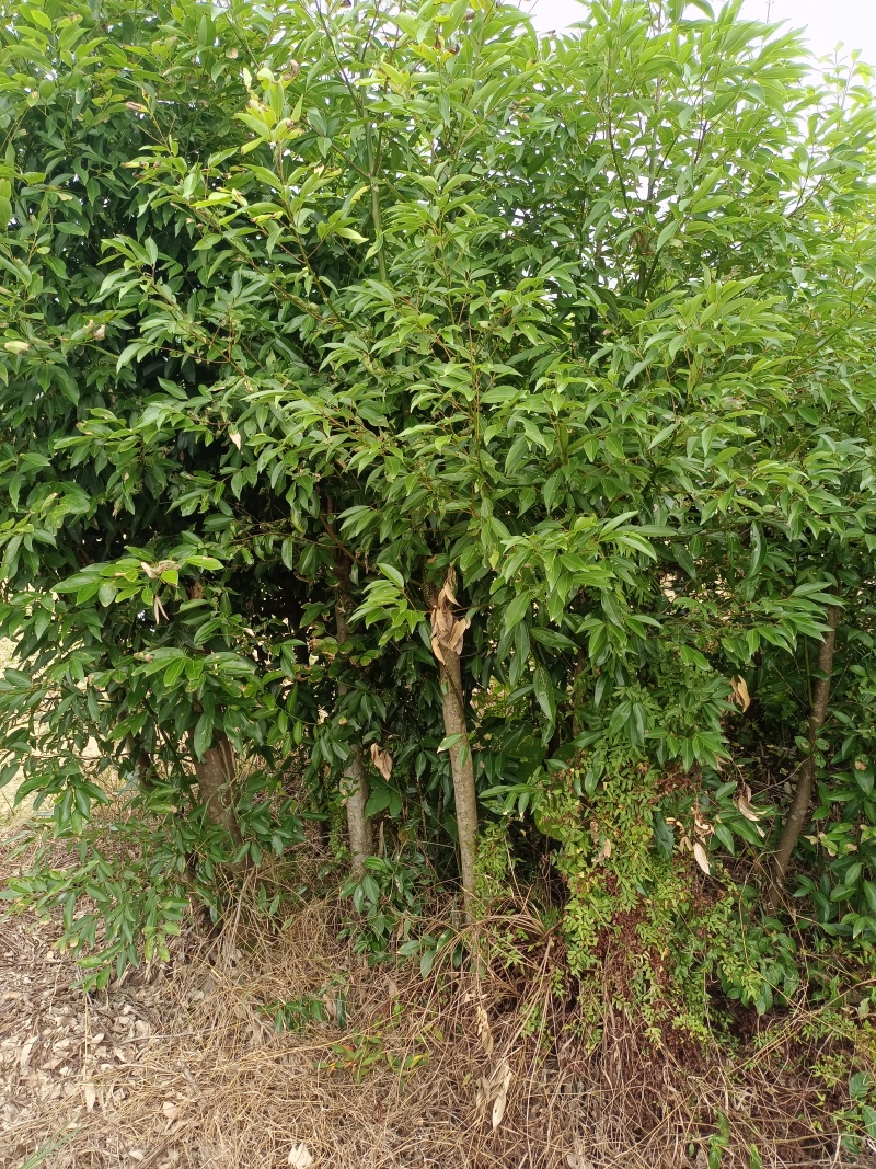 天竺桂