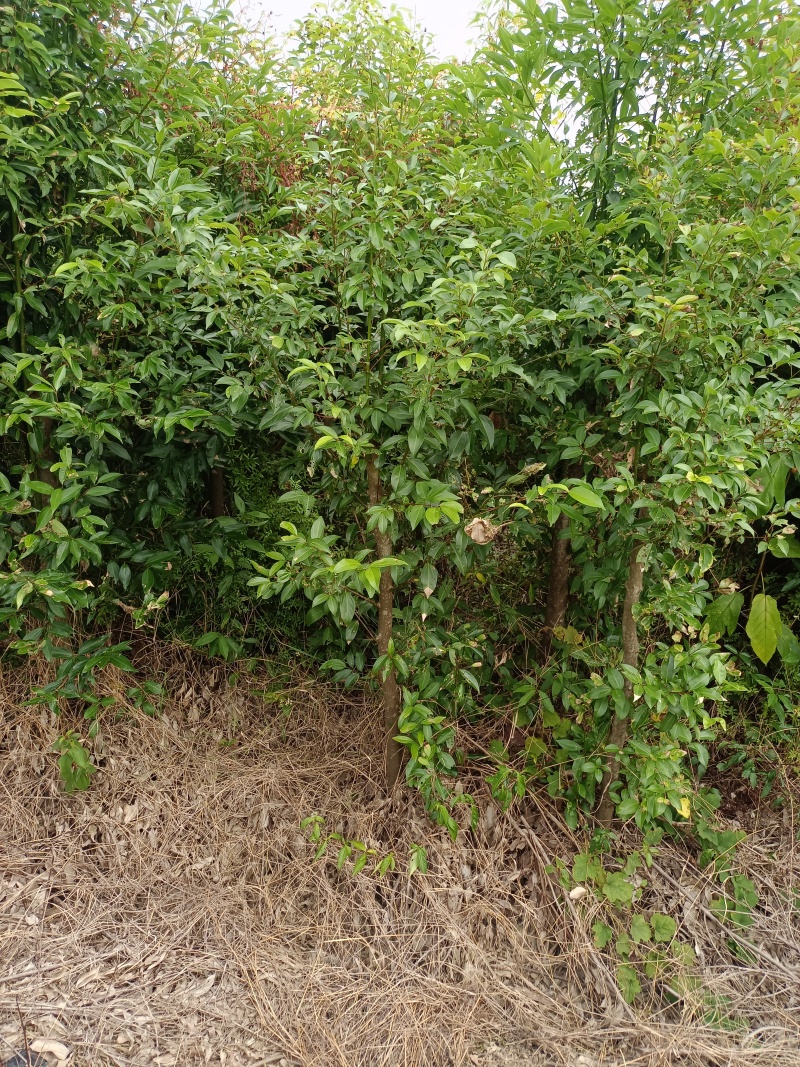 天竺桂