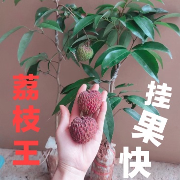 荔枝wang大果荔枝品种，嫁接杯苗