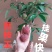 荔枝wang大果荔枝品种，嫁接杯苗
