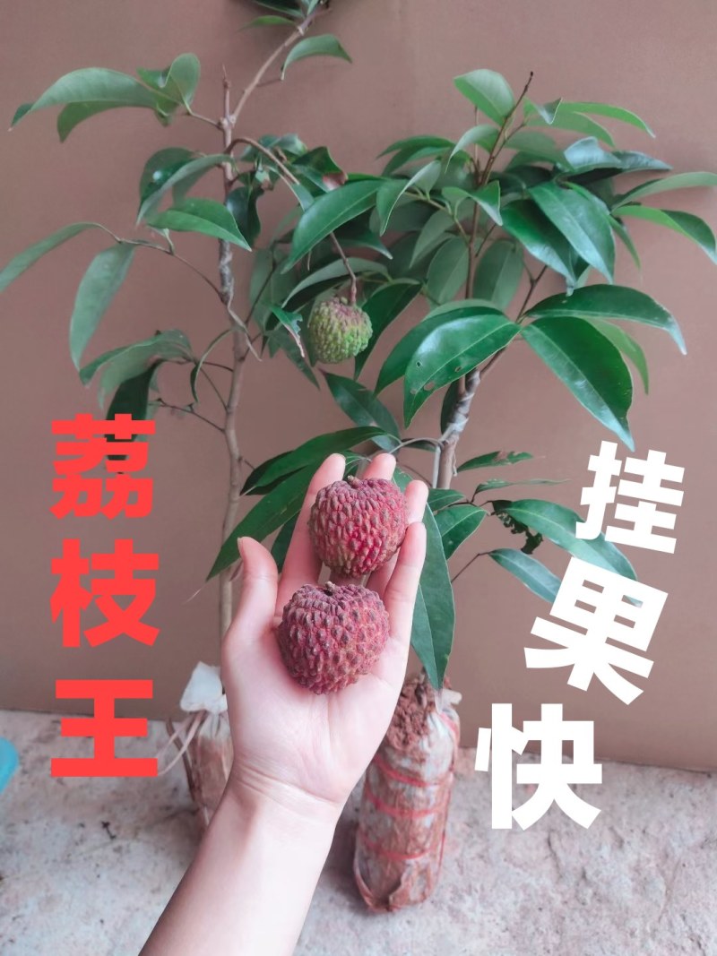 荔枝wang大果荔枝品种，嫁接杯苗