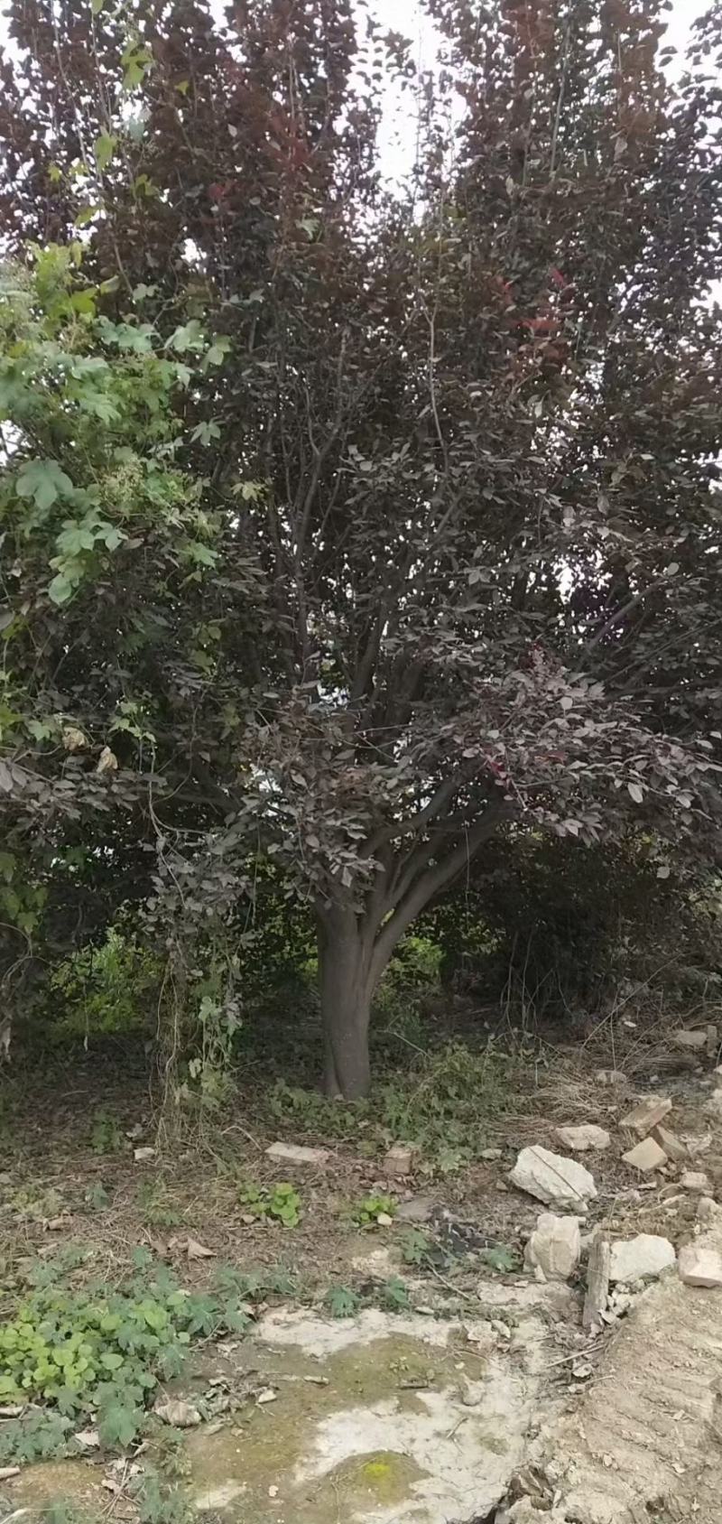 红叶李也叫紫叶李大量上市了，一手货源，可视频看货。