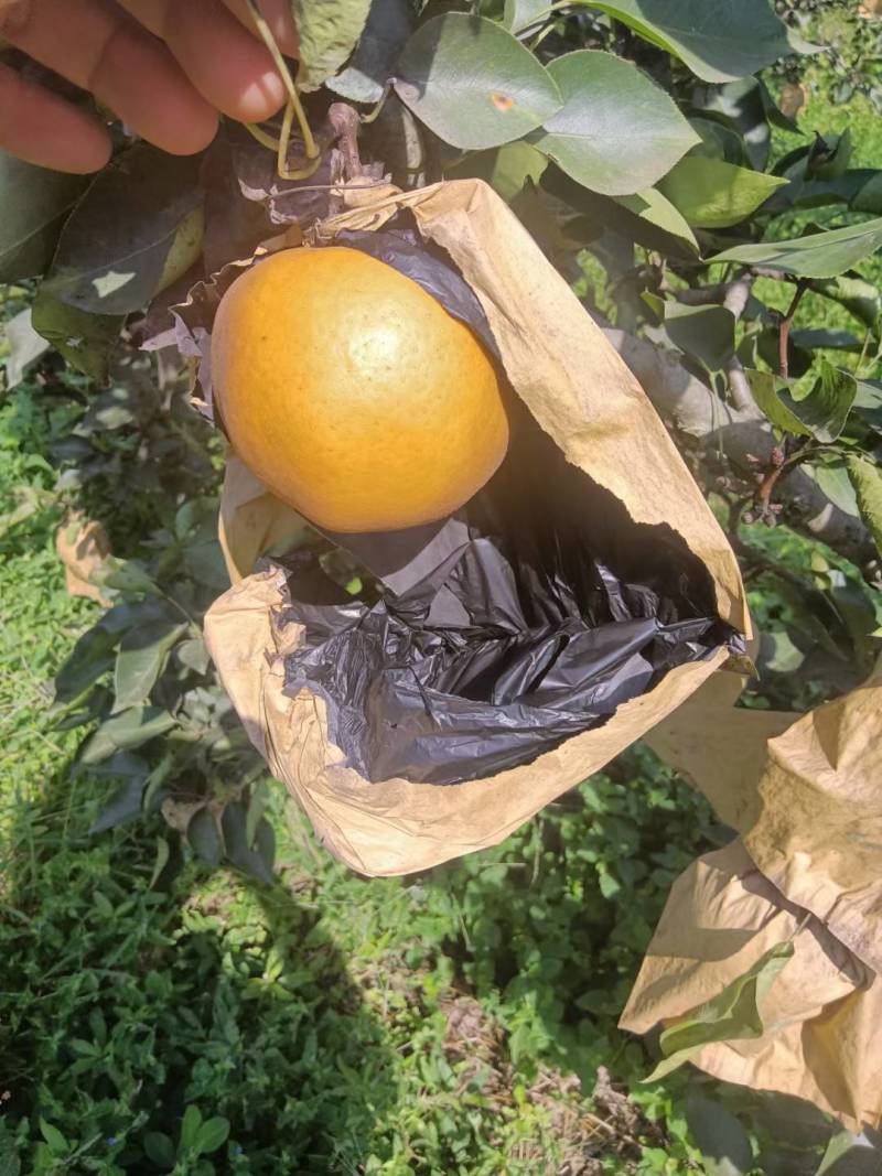 晚秋黄梨，基地货，现摘现卖，口感好，脆甜，欢迎选购
