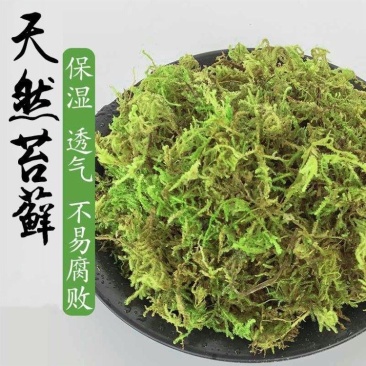 养兰花专用苔藓鲜活植物青苔盆景盆栽四季保湿造景铺面海藻球