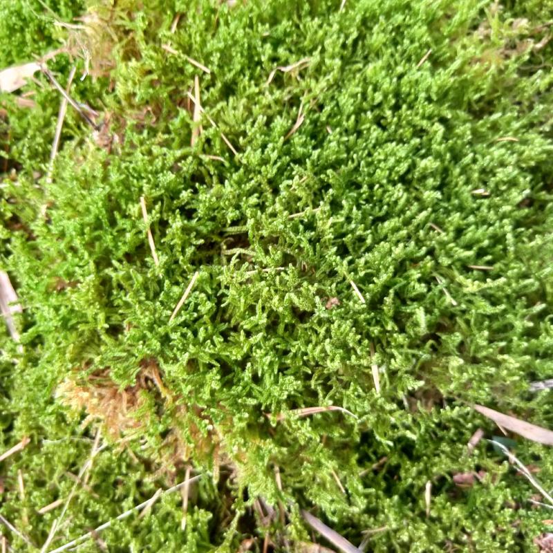 养兰花专用苔藓鲜活植物青苔盆景盆栽四季保湿造景铺面海藻球