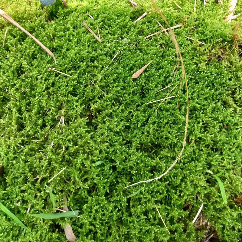 养兰花专用苔藓鲜活植物青苔盆景盆栽四季保湿造景铺面海藻球