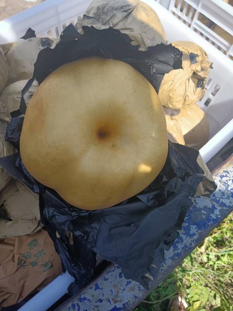 晚秋黄梨，基地货，现摘现卖，口感好，脆甜，欢迎选购