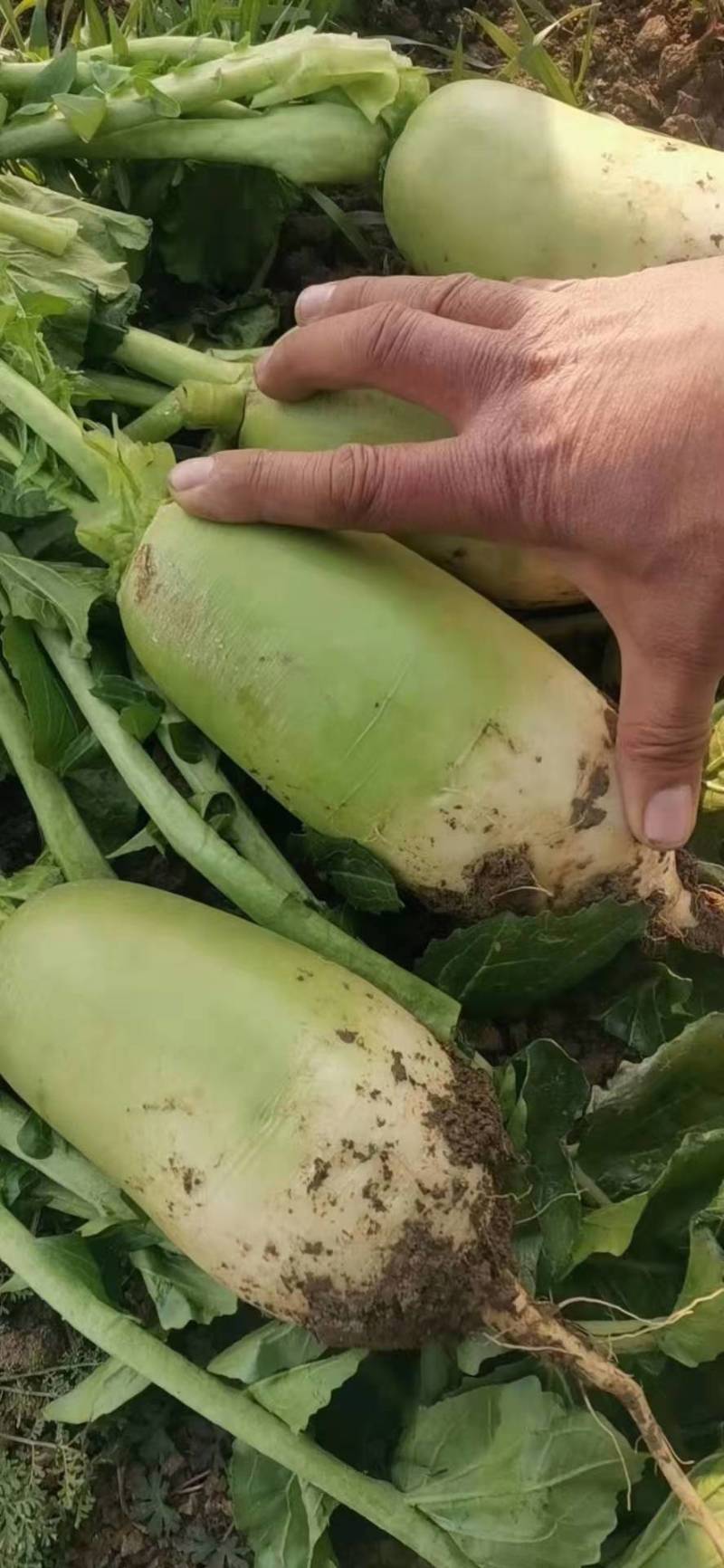 【精品】青萝卜产地直发，量大价优一手货源可看货