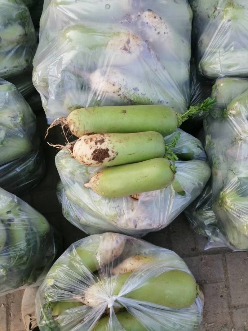 【精品】青萝卜产地直发，量大价优一手货源可看货