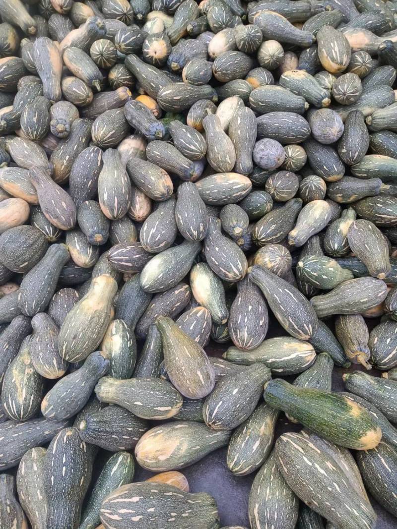 【推荐】次品南瓜，大小均匀，适合养殖用，或加工厂用