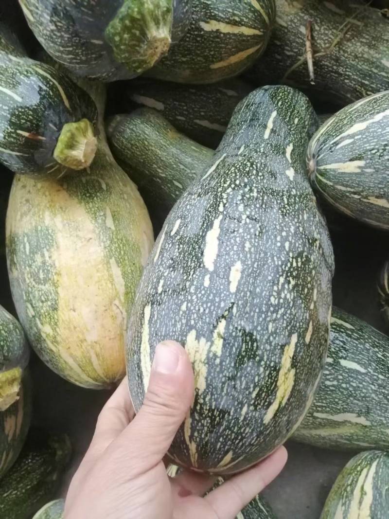 【推荐】次品南瓜，大小均匀，适合养殖用，或加工厂用
