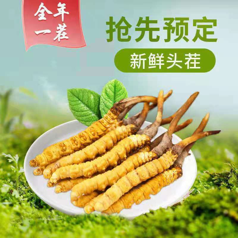 (鲜)现挖野生虫草