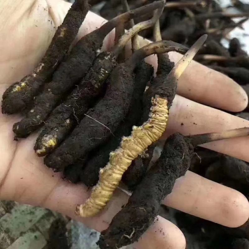 (鲜)现挖野生虫草