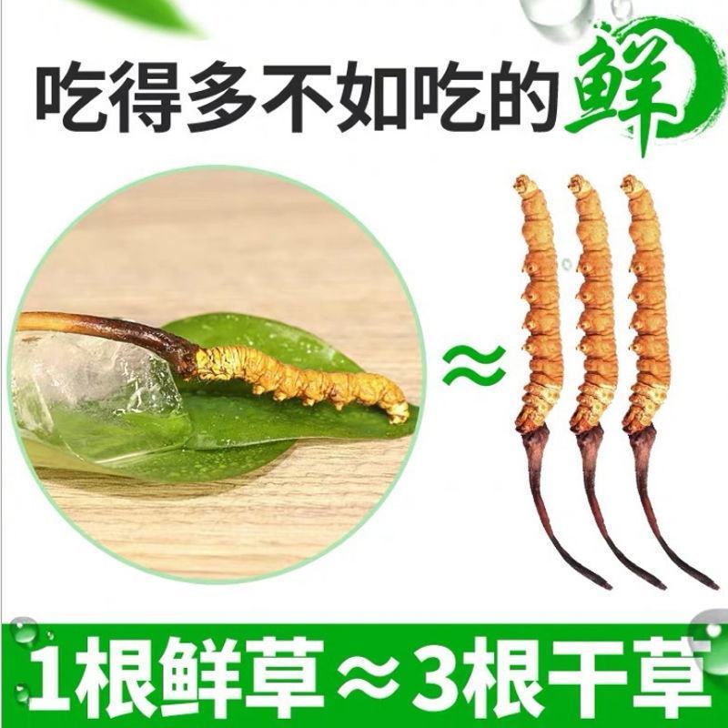 (鲜)现挖野生虫草