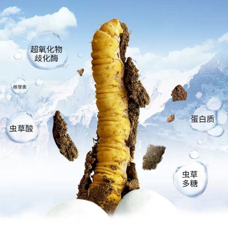 (鲜)现挖野生虫草