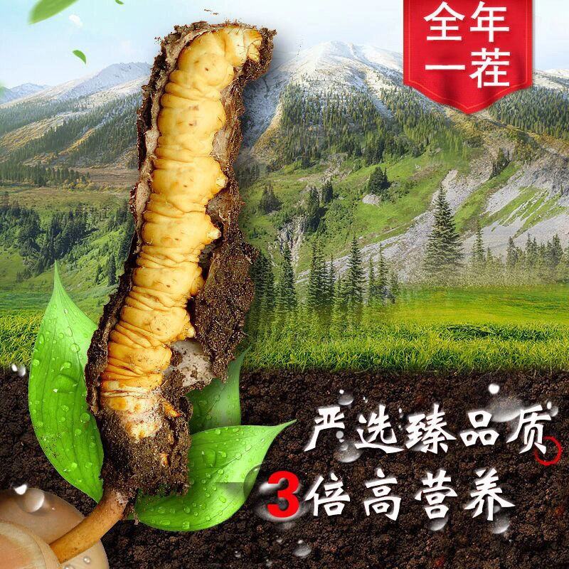 (鲜)现挖野生虫草