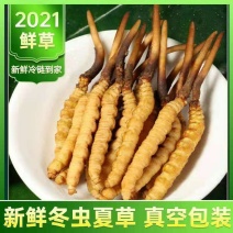 (鲜)现挖野生虫草