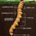 (鲜)现挖野生虫草