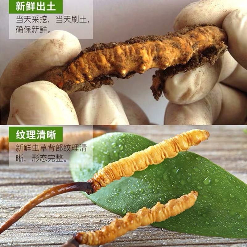 (鲜)现挖野生虫草