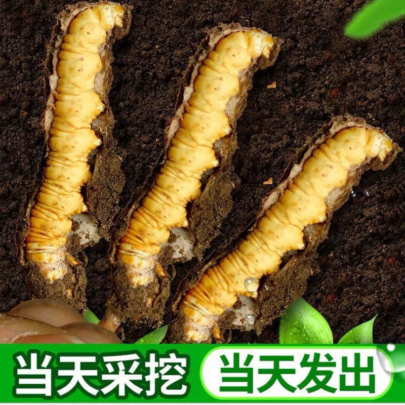 (鲜)现挖野生虫草