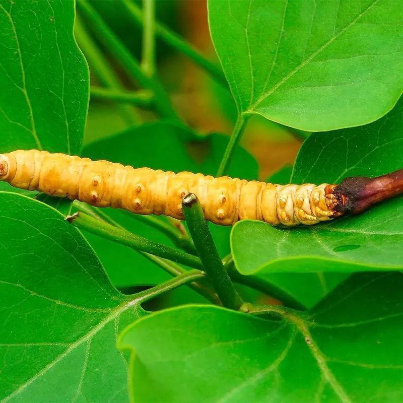(鲜)现挖野生虫草