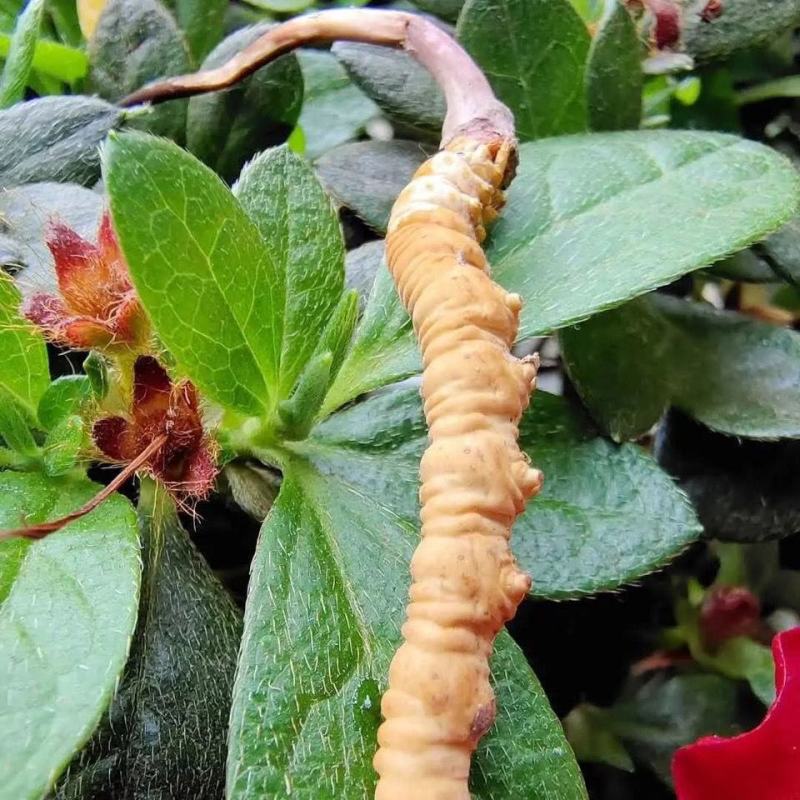 (鲜)现挖野生虫草