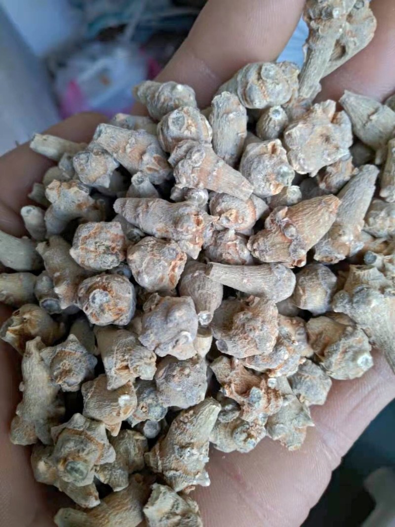 云南文山春三七田七（实拍）全国包邮当天发货药用袋装