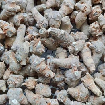 云南文山春三七田七（实拍）全国包邮当天发货药用袋装