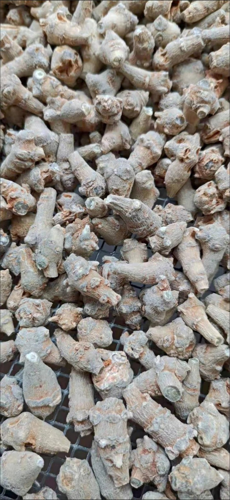 云南文山春三七田七（实拍）全国包邮当天发货药用袋装