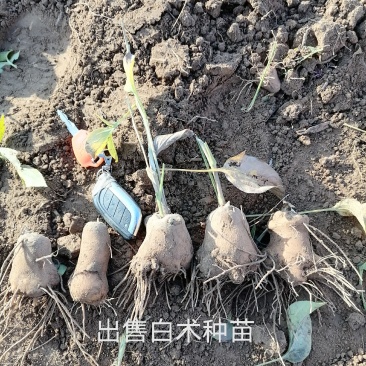 白术种苗