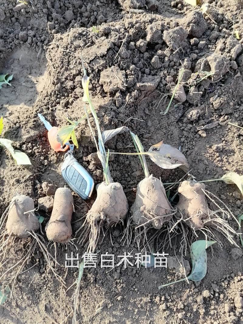 白术种苗