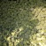 耐寒优秀西兰花0.8~1.2斤，大小均匀，口感好