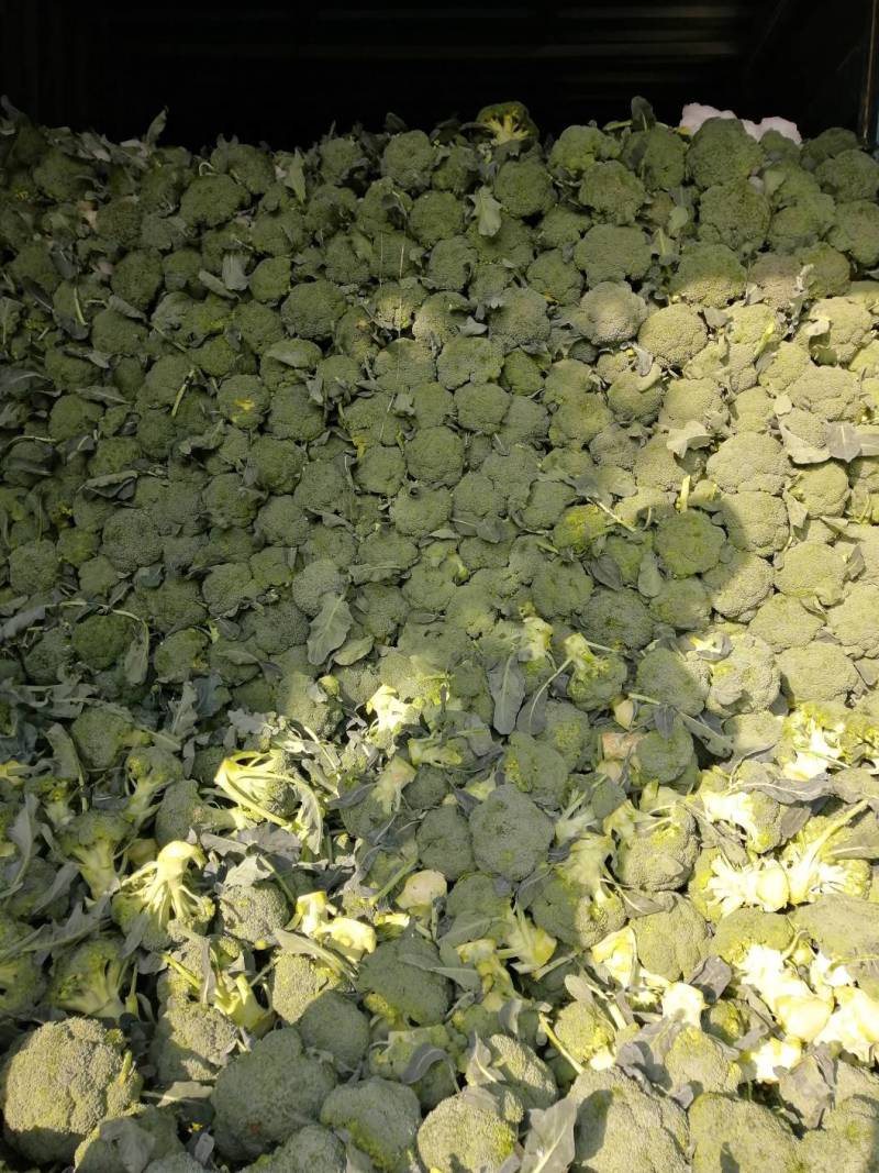 耐寒优秀西兰花0.8~1.2斤，大小均匀，口感好