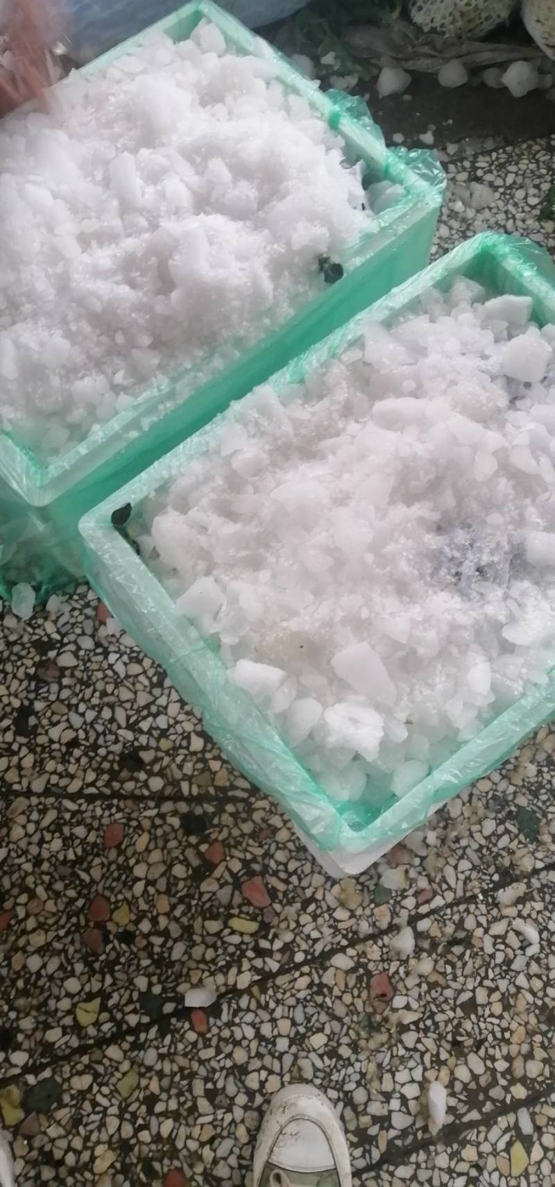 耐寒优秀西兰花0.8~1.2斤，大小均匀，口感好