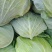 【精品】河南扁包菜河南包菜均2~3公斤质量保证