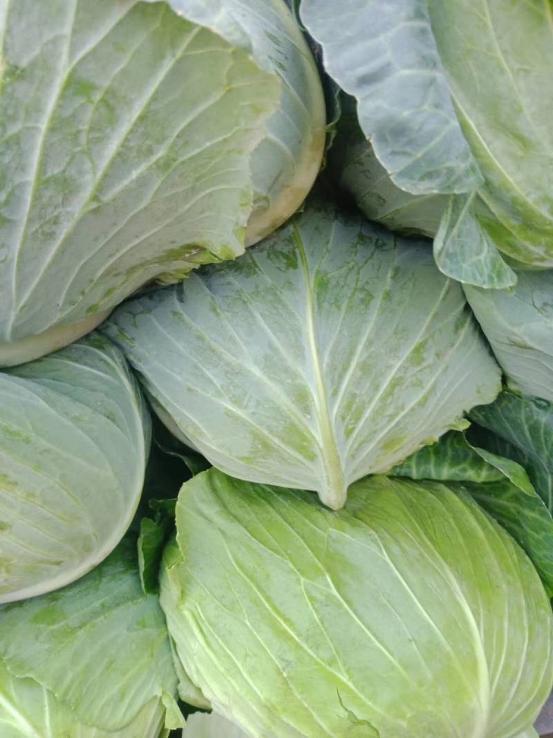 【精品】河南扁包菜河南包菜均2~3公斤质量保证