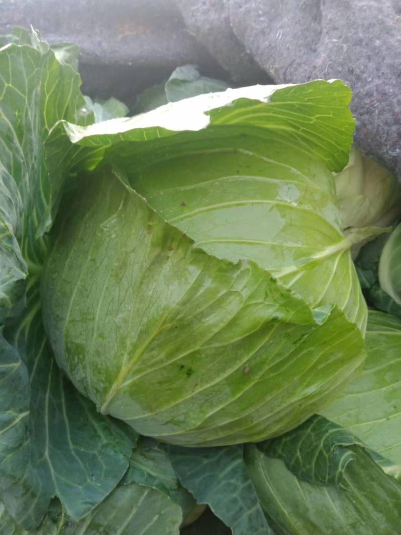 【精品】河南扁包菜河南包菜均2~3公斤质量保证