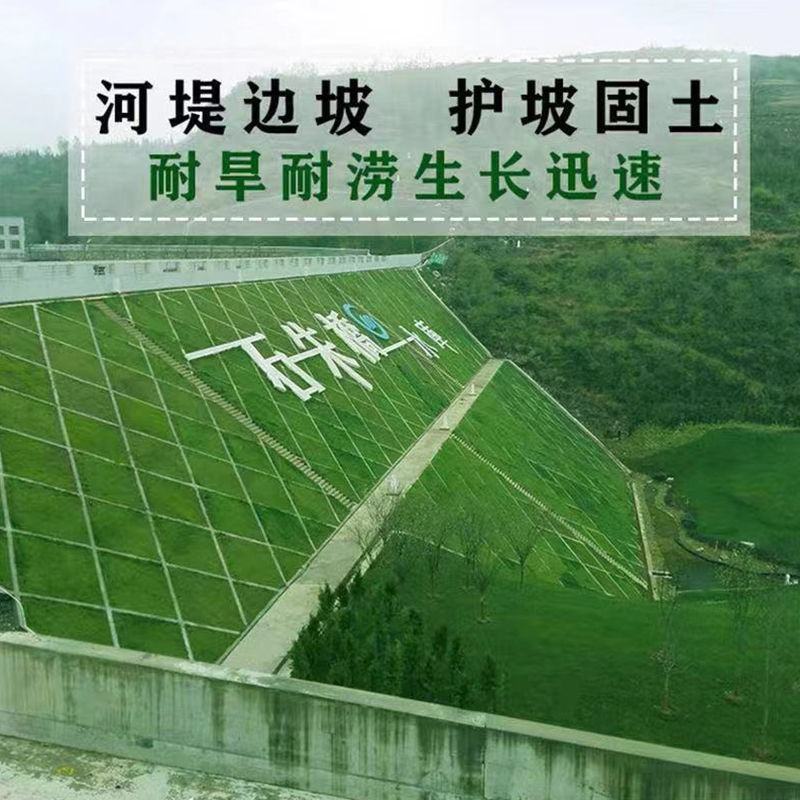 进口草坪种子免修剪四季常青草籽护坡固土狗牙根黑麦草矮生种