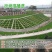 进口草坪种子免修剪四季常青草籽护坡固土狗牙根黑麦草矮生种
