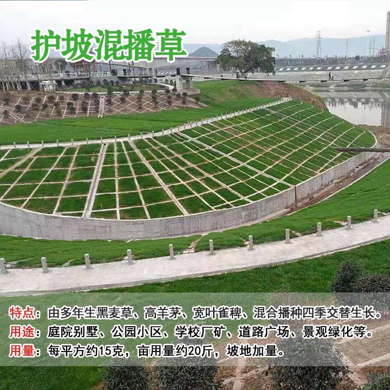 进口草坪种子免修剪四季常青草籽护坡固土狗牙根黑麦草矮生种