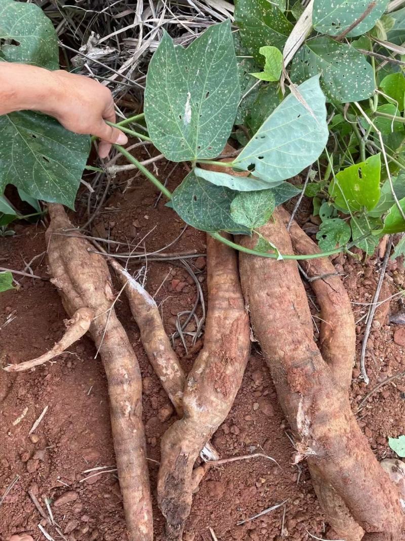 纯野生葛根粉，