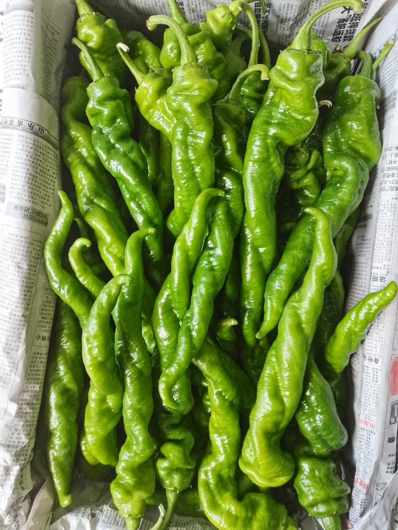 螺丝椒