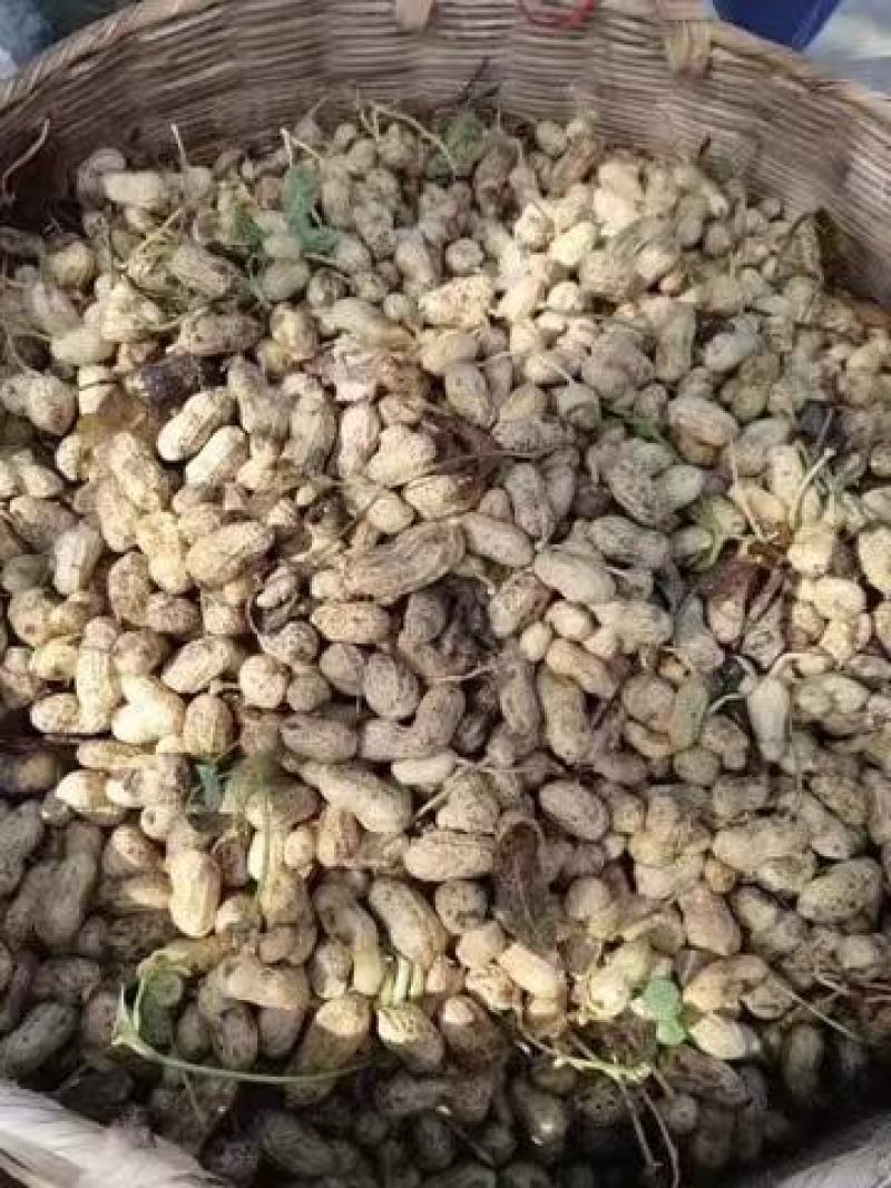 原生态水煮花生，，保留花生原有的清甜越嚼越香，好吃不上火